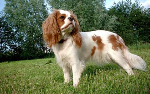 cavalier king charles spaniel british dogs