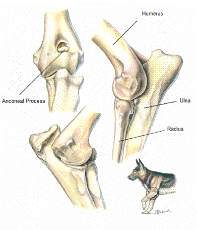 Bernese Mountain Dog Elbow Dysplasia Fmcp Ufaw