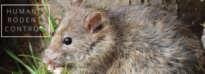 Humane Rodent Control Detailed Advice - UFAW