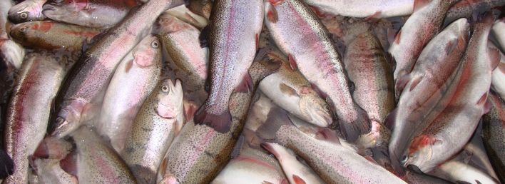 Farmed Fish Welfare - UFAW