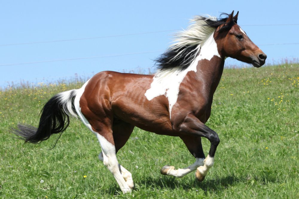 American Paint Horse UFAW