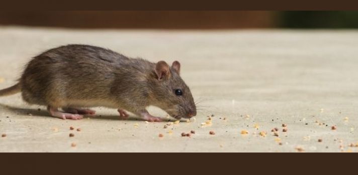 New rodent control study findings released